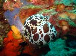 Pothitos reef